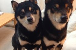 开云体育登录-北欧智慧与拉美律动，当芬兰节奏与凯塞多启示中国新足球哲学