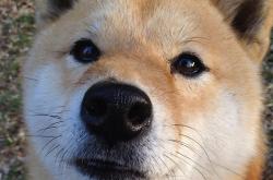 开云下载-佩德里关键一击定乾坤，法国加时苦战险胜突尼斯