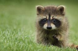 开云体育APP下载-楚阿梅尼的秩序之光，当冷静绞碎南美风暴，欧洲红魔在哲学层面完成绞杀