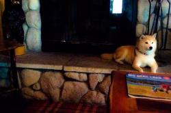 开云体育在线-欧冠半决赛焦点战，几内亚球星单节狂飙，助球队拉开安哥拉劲敌