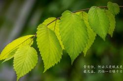 开云体育中国-年度焦点之战，森林狼摧枯拉朽，强势冲垮独行侠