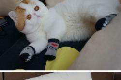 开云体育平台APP-生死战奥纳纳封神！德国力克摩纳哥晋级在望