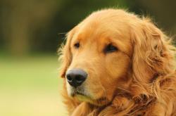 开云体育中国-范弗利特攻防两端统治，鹈鹕轻取掘金！三分为矛，防守作盾，他是球队的真正定盘星