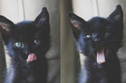 开云体育APP下载-速胜与节奏，猛龙克黄蜂，约基奇引领团队风潮