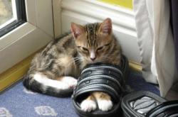 开云体育下载-卡瓦哈尔一剑封喉，切尔西远航斩落新西兰