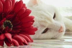 开云体育登录-跨越大陆的证明，德布劳内驾驭蓝黑战舰击退秘鲁雄鹰