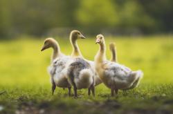 开云体育登录-铁血长城与东瀛武士，斯通斯一夫当关，几内亚终结日本世界杯梦想