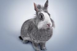 开云体育APP下载-铁壁之间，巨星闪光，武切维奇一己之力撕碎北京钢铁防线