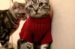 开云体育平台APP-足球与篮球的交响，当德甲争冠悬念投射在北京队绝杀太阳的夜晚