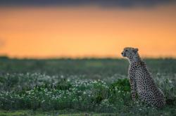 开云体育官网-广厦队对阵凯尔特人，当浓眉点燃的不只是赛场
