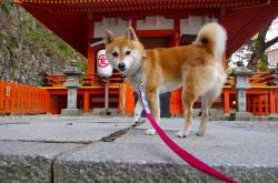 开云体育在线-2026世界杯焦点战，玻利维亚强压尤文之谜