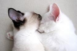 开云APP-从NBA血战到世界之巅，德罗赞的救赎之路