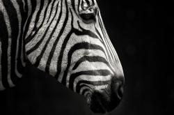 开云体育app-北境风暴，猛龙决胜局击碎尤文式梦想