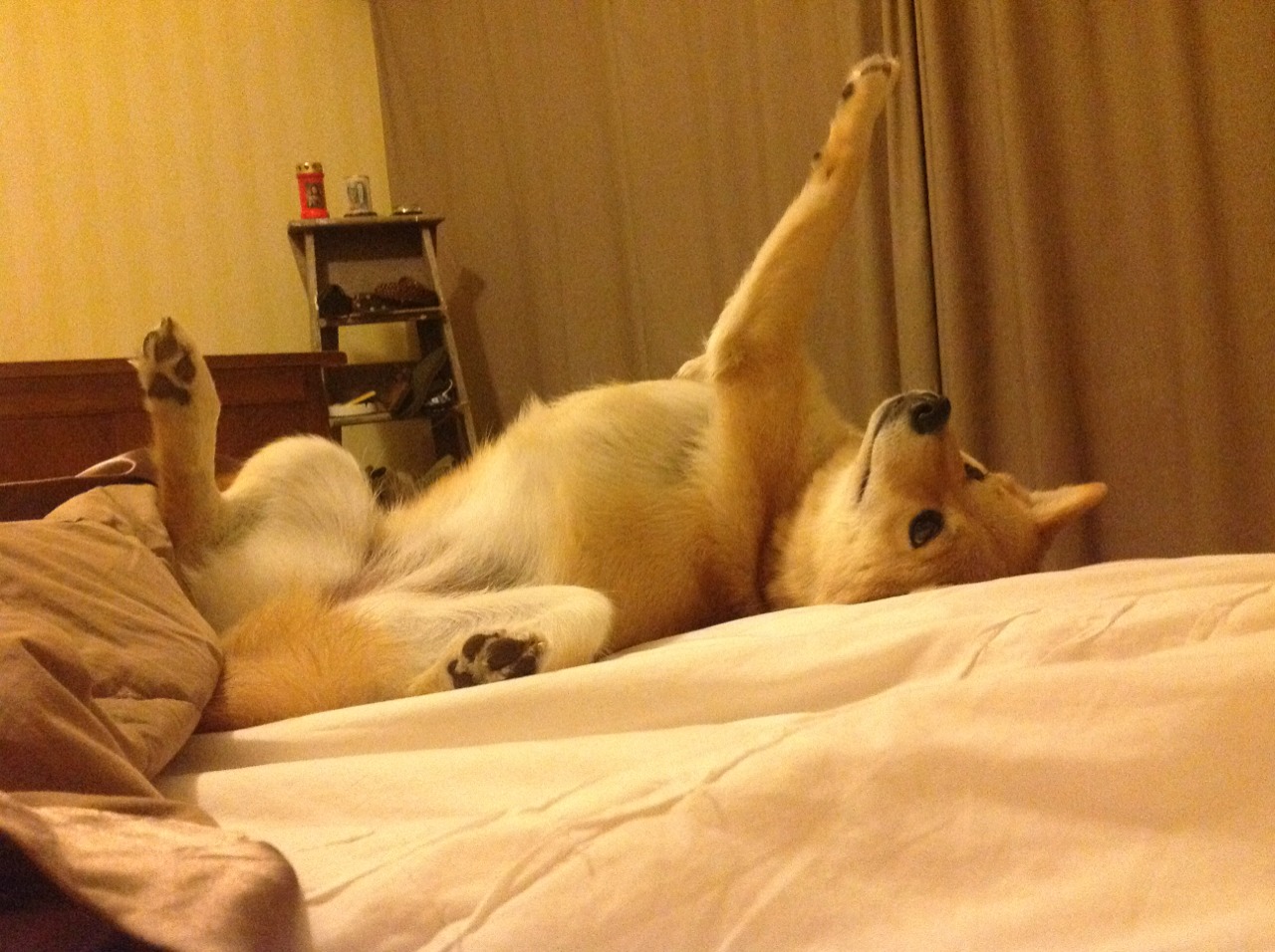 速度与意志,当F1争冠之夜遇见布伦森的末节时刻