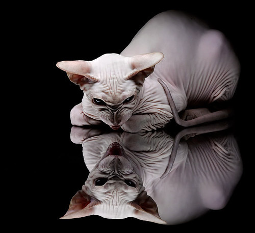 单骑破密城，拉梅洛·鲍尔用魔法撕裂雄鹿铁阵