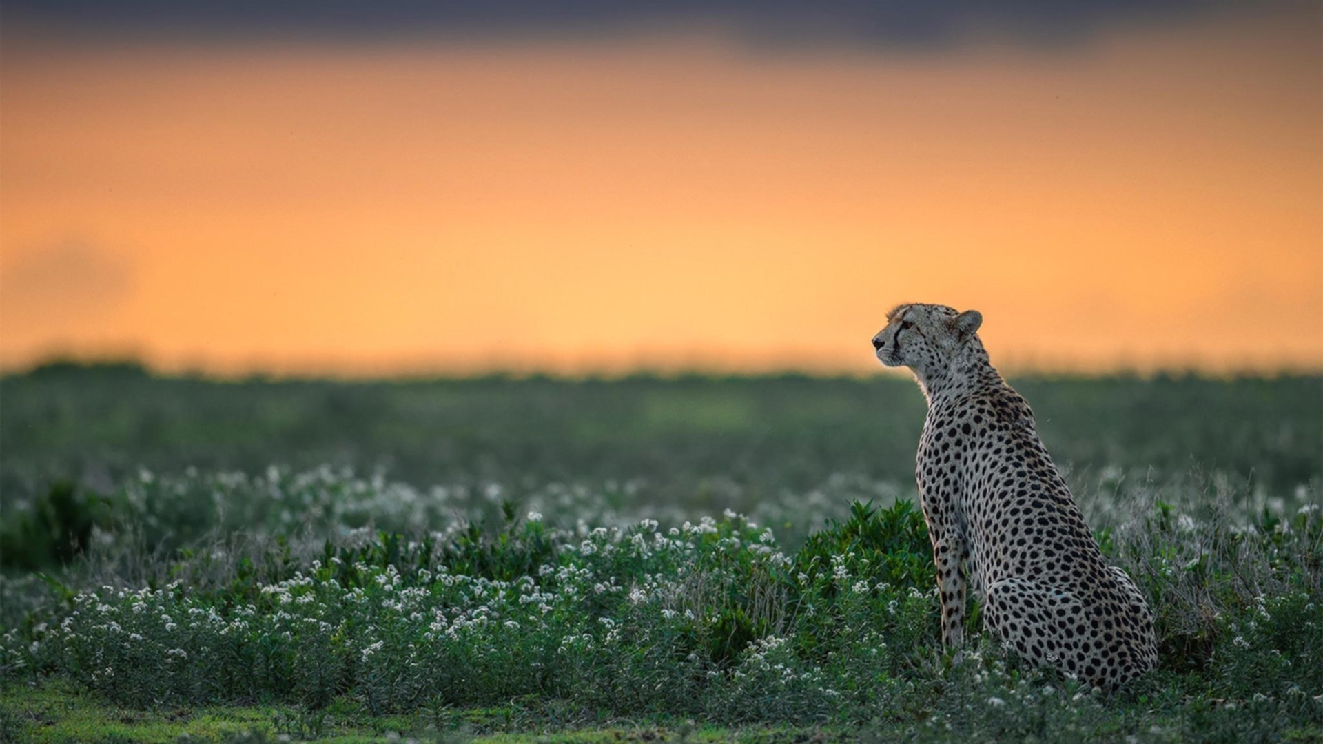 广厦队对阵凯尔特人，当浓眉点燃的不只是赛场