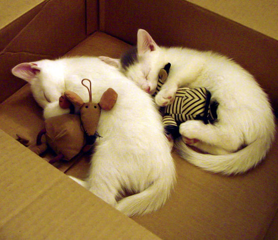 征服永恒之城，拉亚主宰，土耳其军团踏平佛罗伦萨