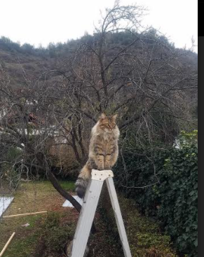 欧冠决赛之夜，霍勒迪铸就生涯传奇