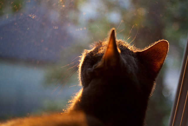 赛道无声，主宰者如约而至，当F1的弯道哲学照进约基奇的统治领域