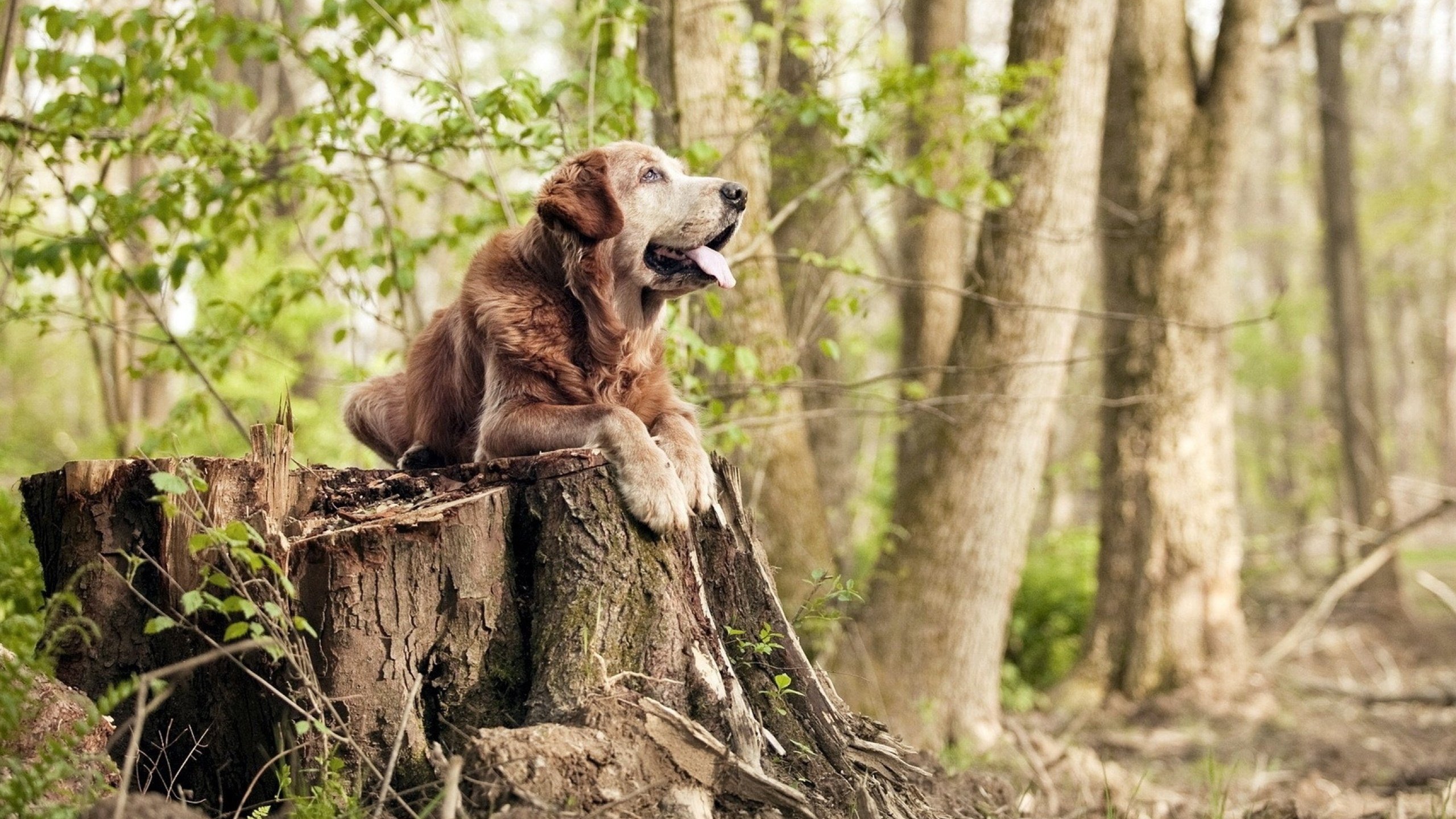 铁骑踏碎高原堡垒,一剑封喉定江山