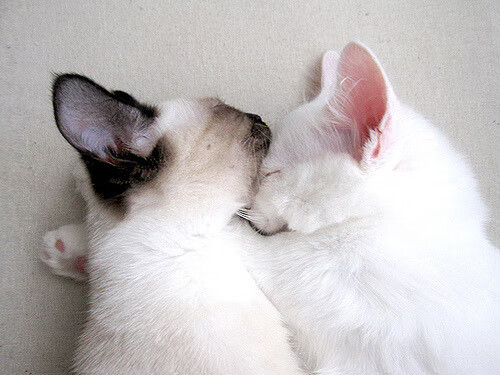 从NBA血战到世界之巅，德罗赞的救赎之路