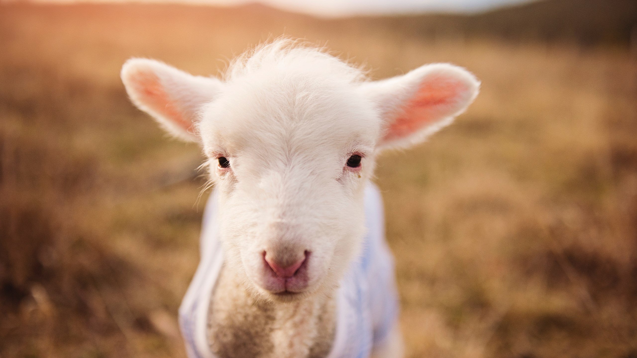 约基奇全能制导，当世第一中锋的胜利哲学