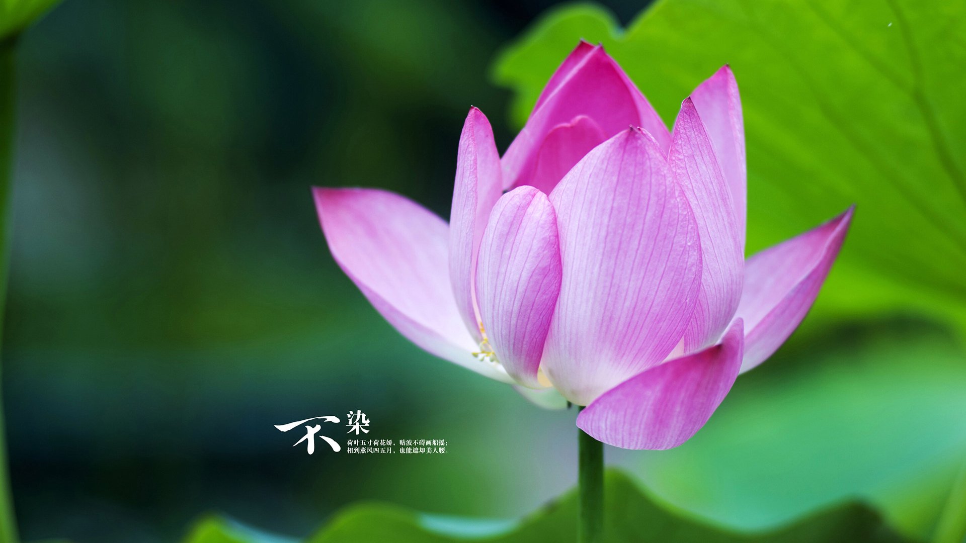 美加墨世界杯焦点战，开拓者碾压上海队，足球新纪元开启