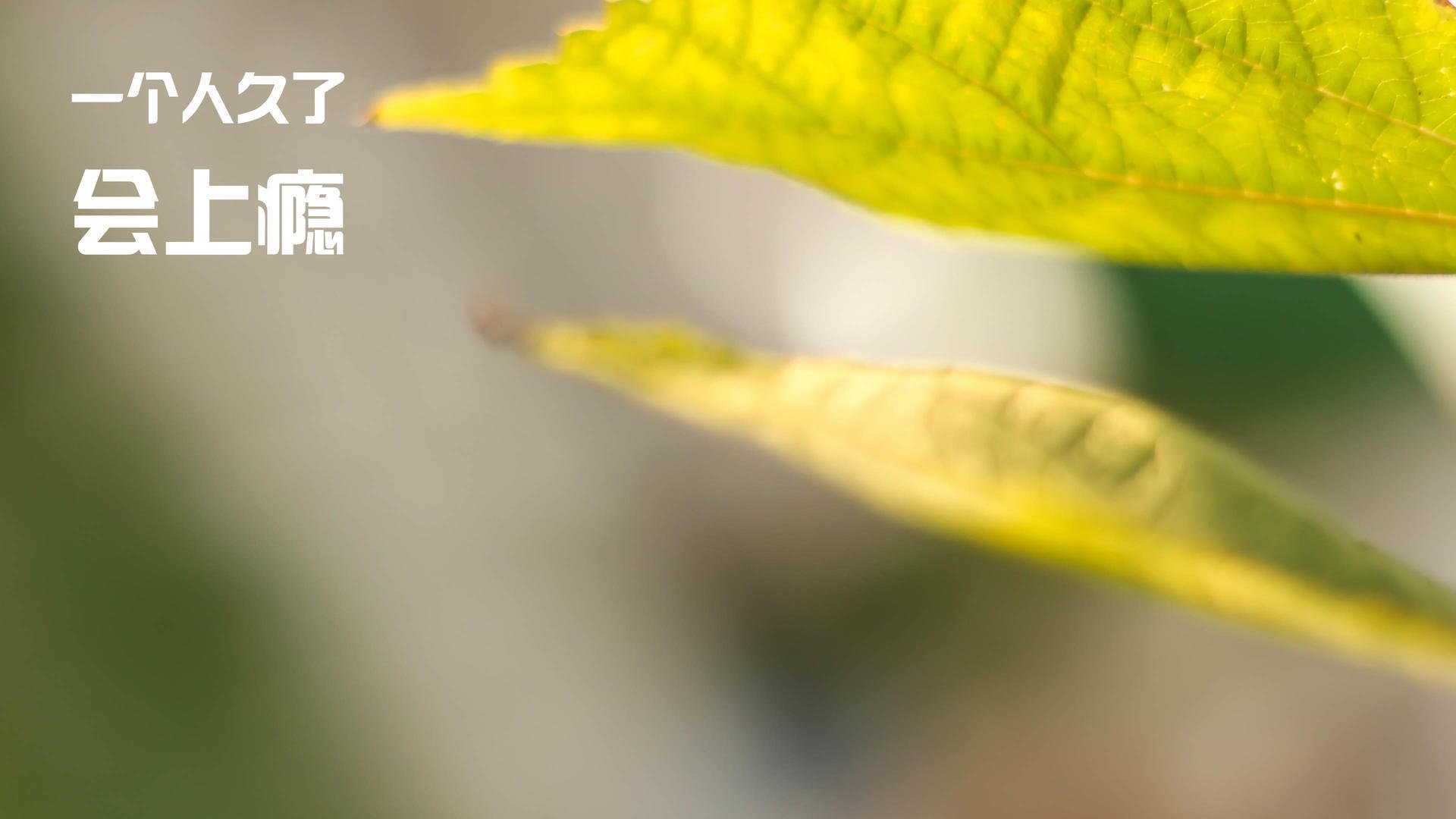 哈利伯顿狂飙点燃赛场,灰熊终结新疆队不败金身