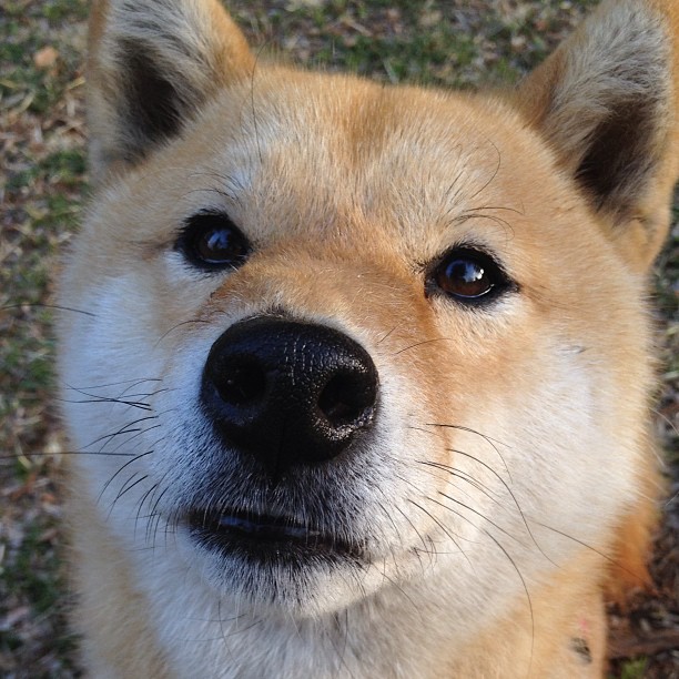 佩德里关键一击定乾坤,法国加时苦战险胜突尼斯