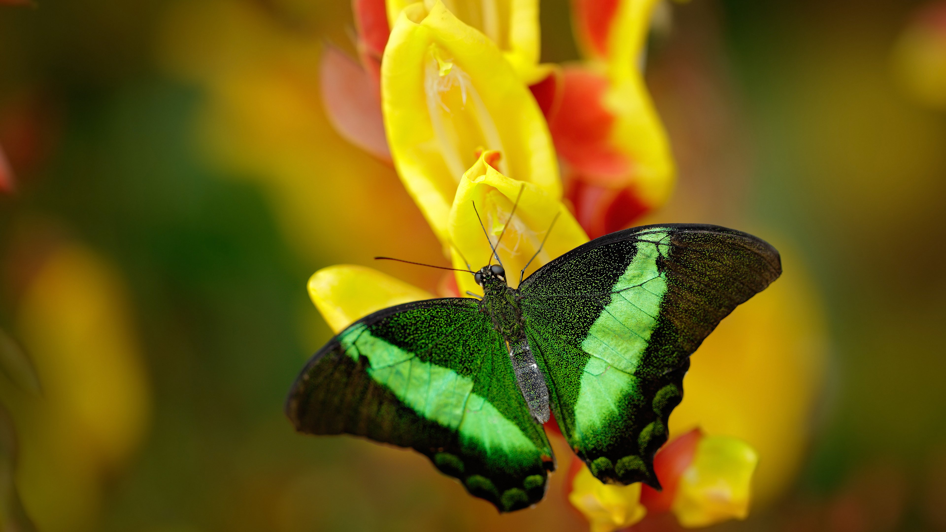当字母哥化身球场福克斯，雄鹿与黄蜂之战见证伟大舞台的诞生