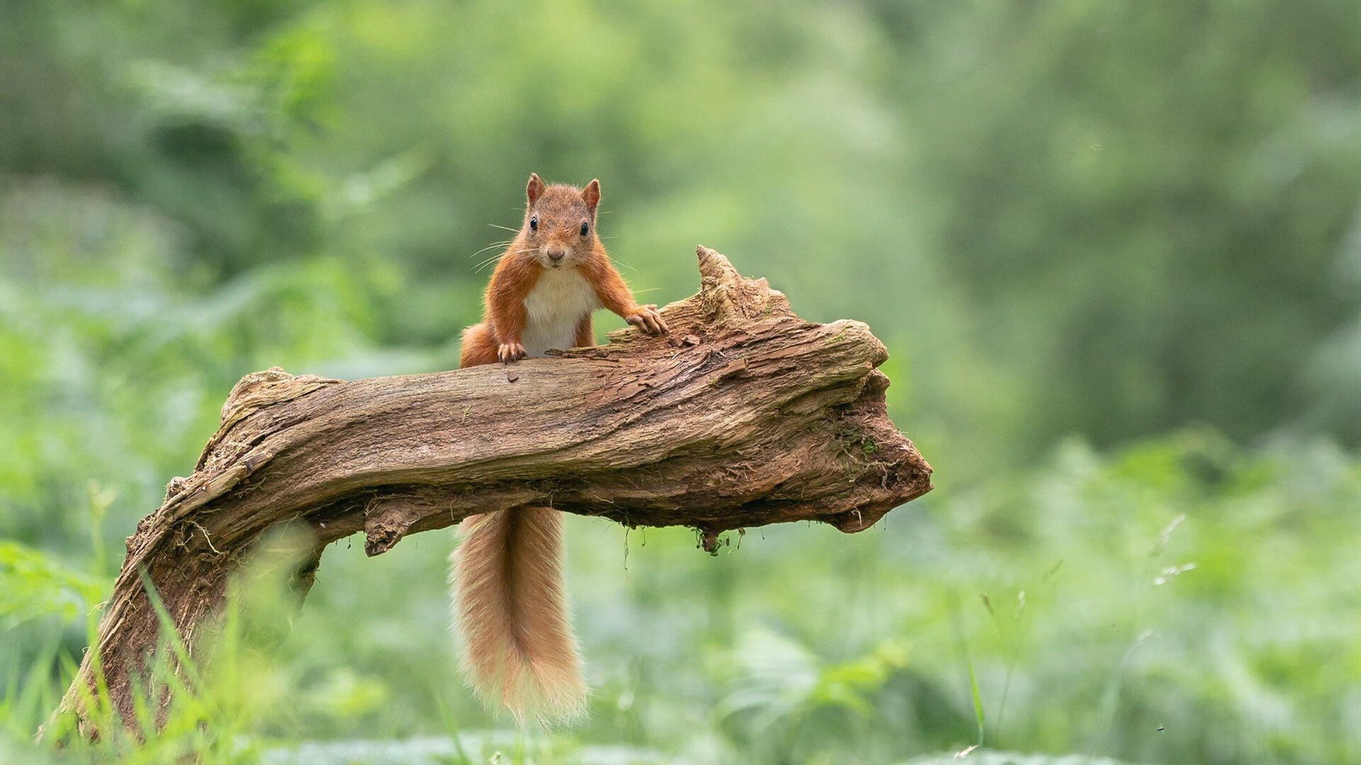深圳队爆冷淘汰步行者，范弗利特末节救主成关键先生
