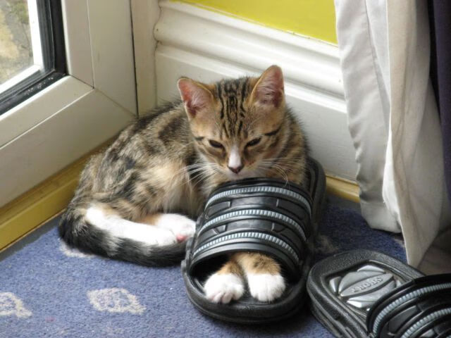 卡瓦哈尔一剑封喉，切尔西远航斩落新西兰