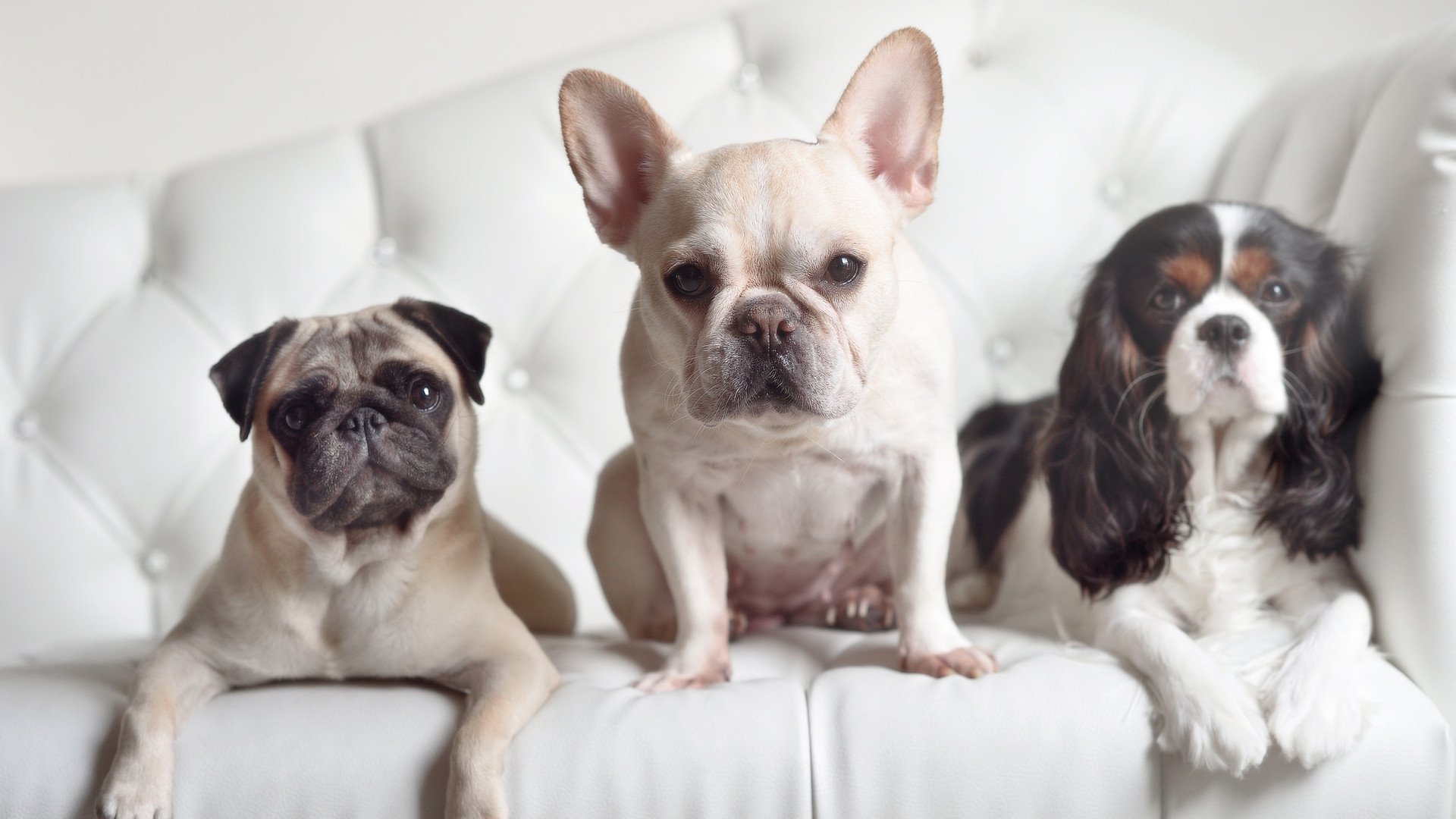 独行侠制霸广厦队，NBA季后赛焦点战全解析